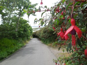 rainn Mhir - fuchsia magellenica is a native of Chile
