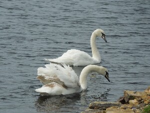 �rainn Mh�ir -  - swans on Loch Thoir