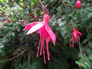 �rainn Mh�ir - Fuchsia - Fuchsia magellanica - Fi�ise - a native of Chile