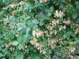 �rainn Mh�ir - honeysuckle - 	Lonicera periclymenum - T�thfh�ithleann