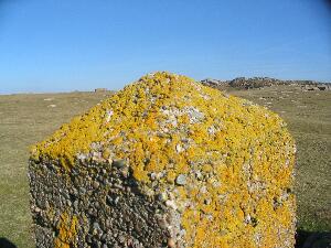 Lichen